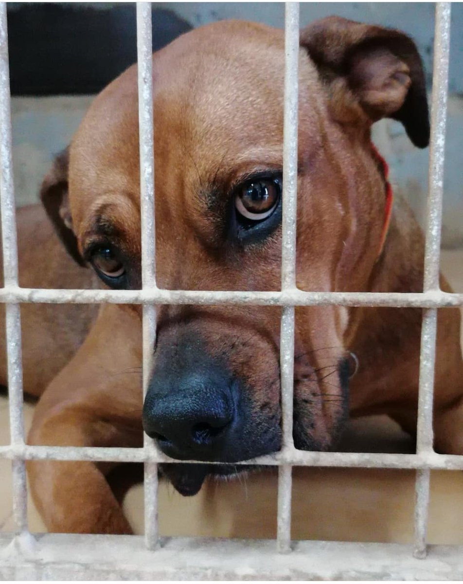 AXLAMADRID's tweet photo. Hoy es el Día Internacional del Animal Sin Hogar y no hace falta escribir un texto larguísimo para explicar lo que eso significa. 

Basta con observar su mirada tras un chenil. 

Kyssa busca familia,  desesperadamente.

#AdoptaNoCompres

✉️adopciones@axlamadrid.org https://t.co/r996JYWePa