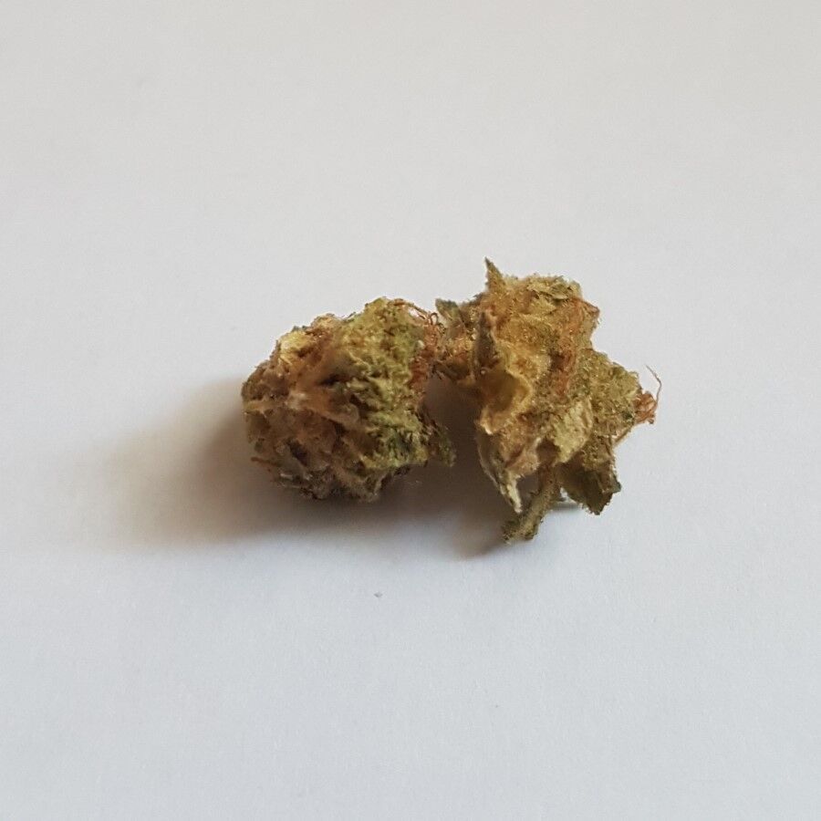 cannabistest1's tweet photo. Amnesia
Highest Measured Values
Total THC 25.66%
Total CBD 0.05%
Total CBG 0.22%
#canadiangrower #Austria #California #USA #Canada #Greece #Switzerland #cannabisthailand #hplc #France #Amsterdam #USA #GreatBritain #Germany #italy #Chicago #Spain #porto #Chicago #Thailand https://t.co/tFkEsfD9lf