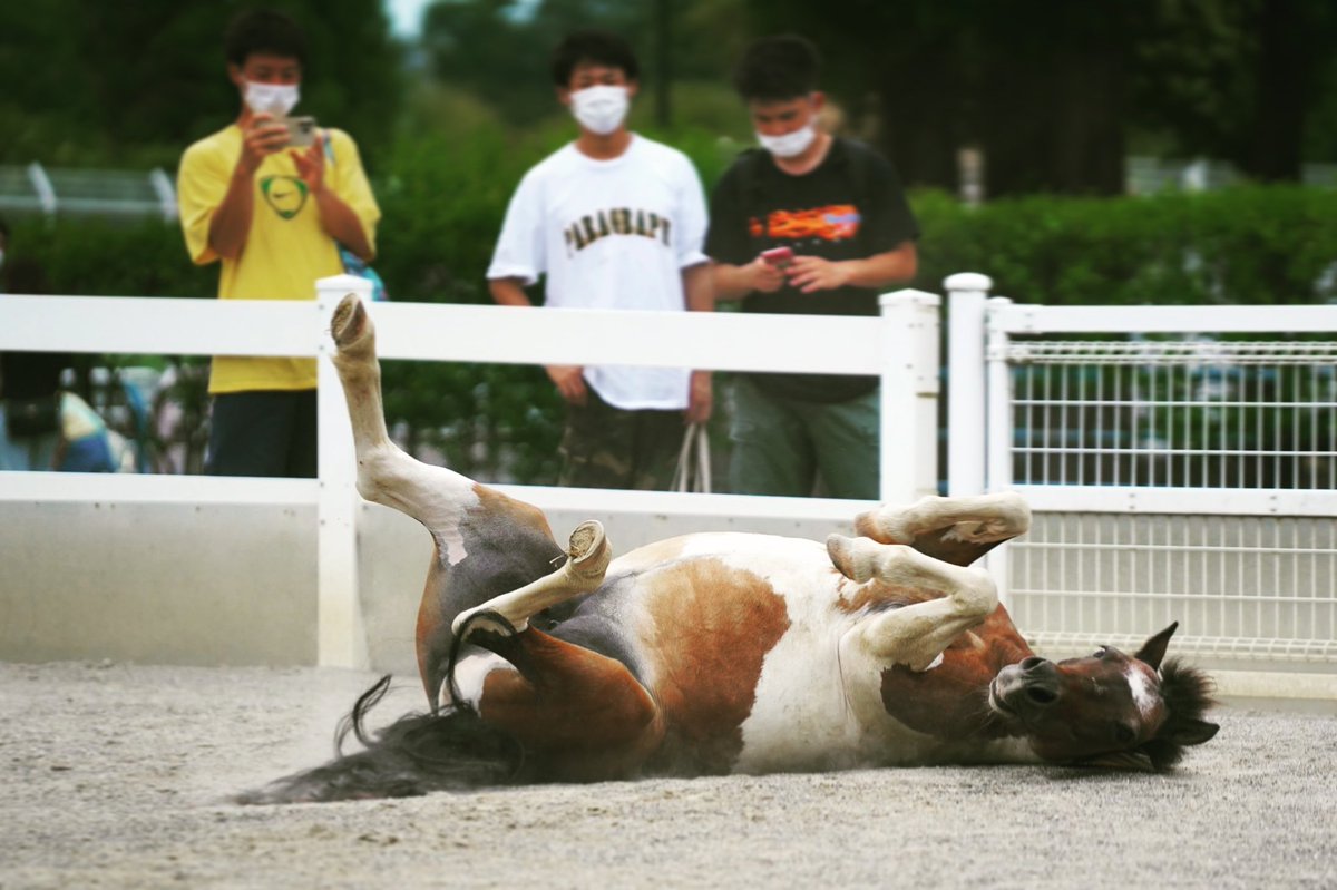 TakumiVlog's tweet photo. 暴れ馬🐴 https://t.co/L8oLmKbSSk