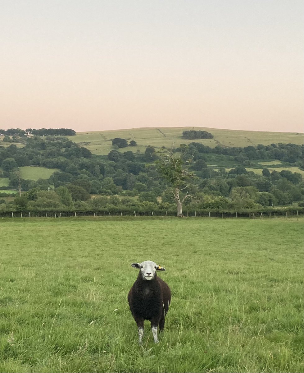 glanrhocca's tweet image. The challenge to photograph the Herdies … nearly a year since they first arrived on the farm, and first generation born on the farm doing great… There is just something about them… #herdwicks #notjustone #therearemorearoundthecorner
#nofilter #soluckystillsogreen #butthirsty