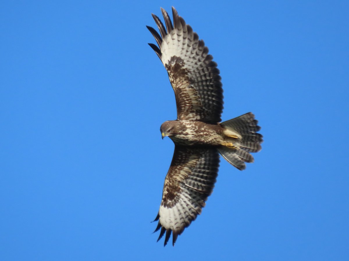 Kevin Bradshaw tweet media