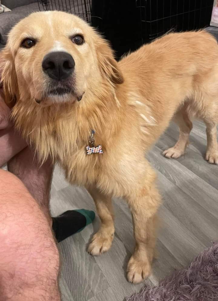 🙏 URGENT FOSTER HOME NEEDED FOR RINGO. BEEN IN HIS "FOREVER" HOME ONLY A FEW DAYS, BUT DESPITE HIM BEING THE BEST BOY, THEY CHANGED THEIR MINDS 😔. DM ME 🙏