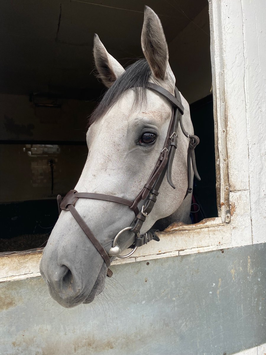 HarratonCourt's tweet photo. GREYSFUL STORM runs @chelmsford 6.35
Our 2nd 2yo runner today having her first run from #HarratonCourtStables
We wish her owners @DiamondRacing the best of luck
She will be ridden by stable apprentice @liamwright02_
#DarryllHolland
#DebutRun
#HorseRacing https://t.co/uZVQpPUkS3