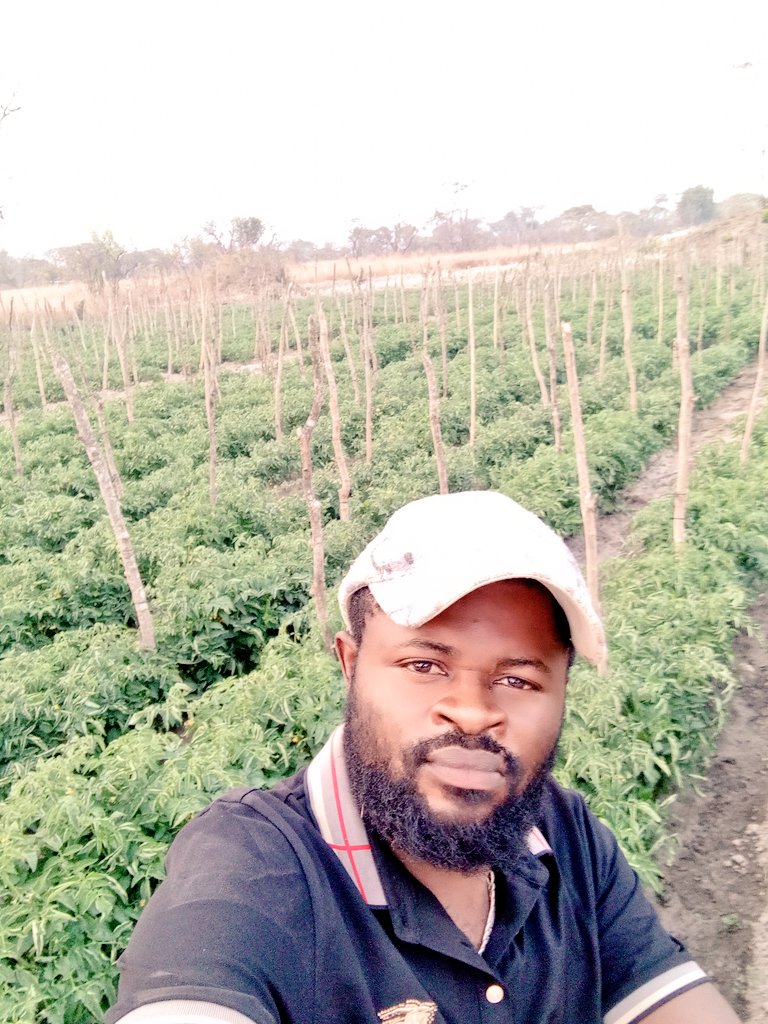 Mr tomate 🍅 tweet media