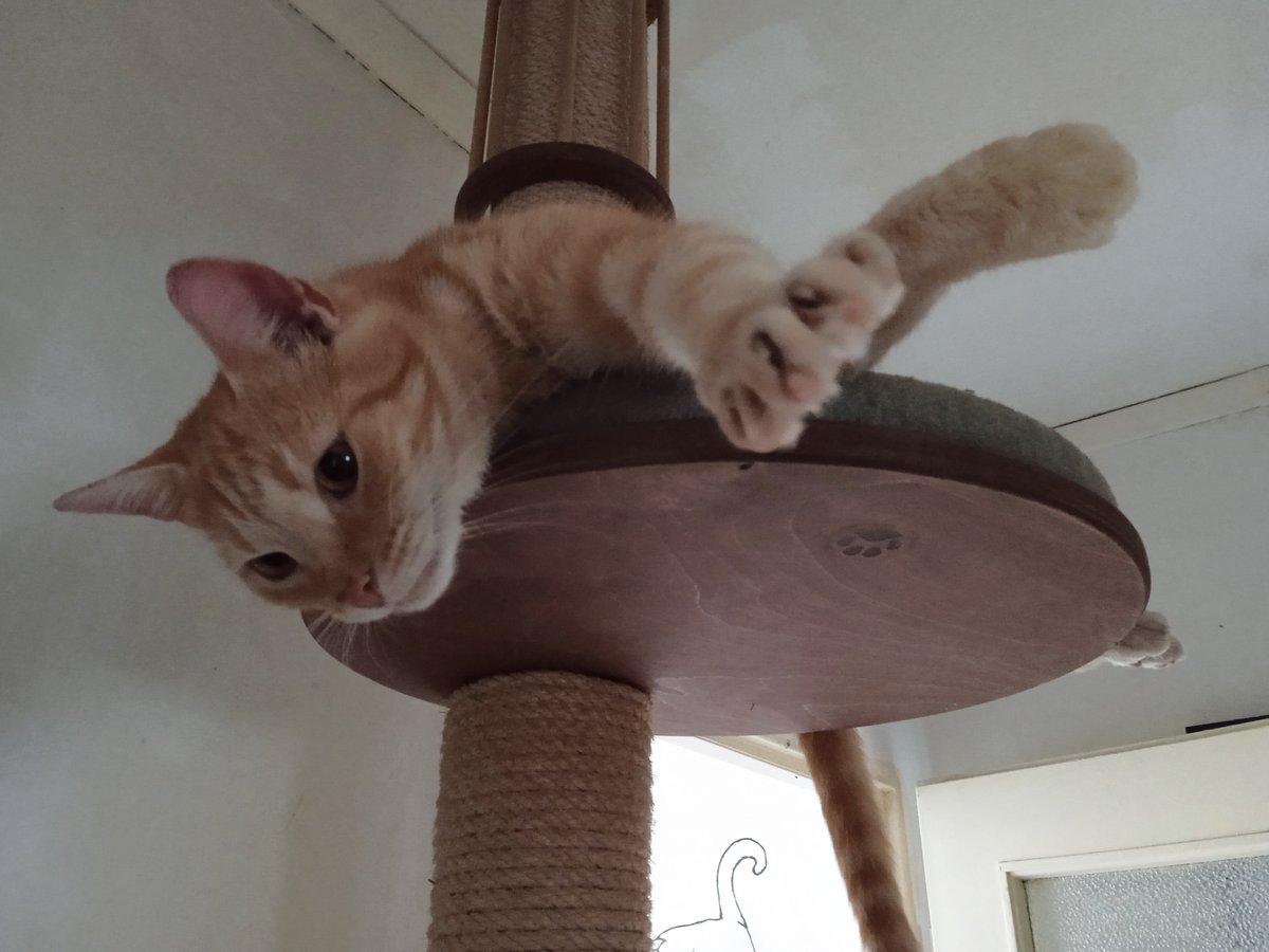KleineLoewin66's tweet photo. It's raining cats and dogs so I'm on hallways shift this morning. Sending purrs and love to all #CatsoftTwitter, Nikolai. 🧡 #Caturday https://t.co/FQH22h6lKq