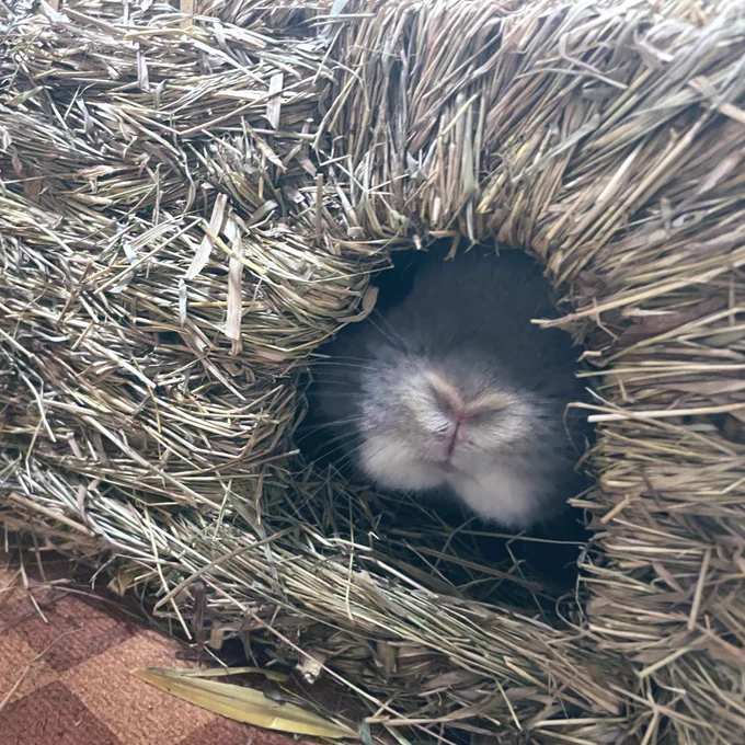 ヴィヴィです 飼っているうさぎの擬人化 