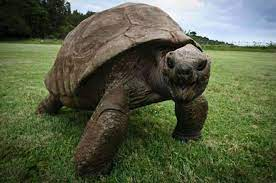 CarlodeBlasio1's tweet photo. Jonathan, tartaruga gigante delle Seychelles, ha 190 anni ed è il più antico animale terrestre conosciuto. https://t.co/alRRtSFPq6