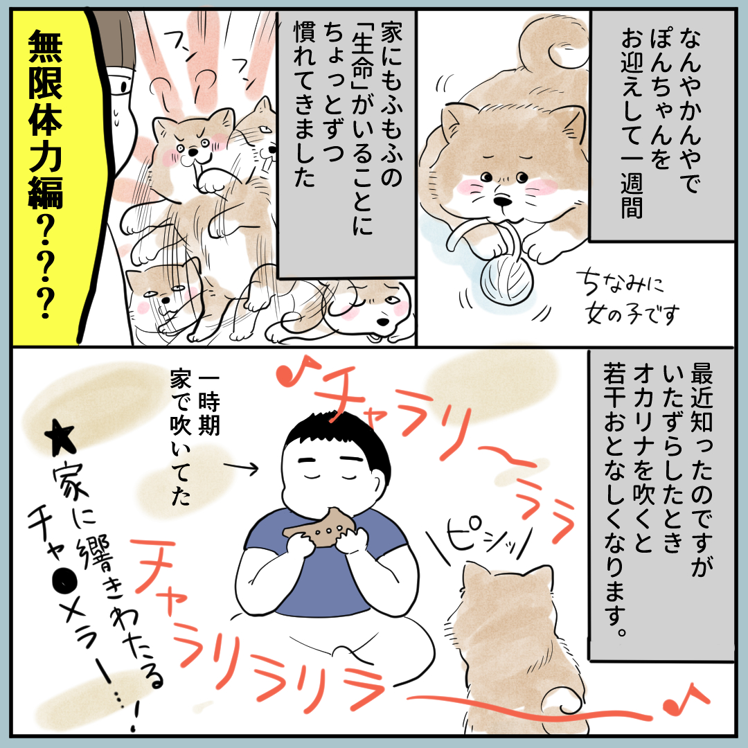 ～秋田犬にっき～ こんなにかわいい顔をしているが壁を早速破壊しているのである～ 