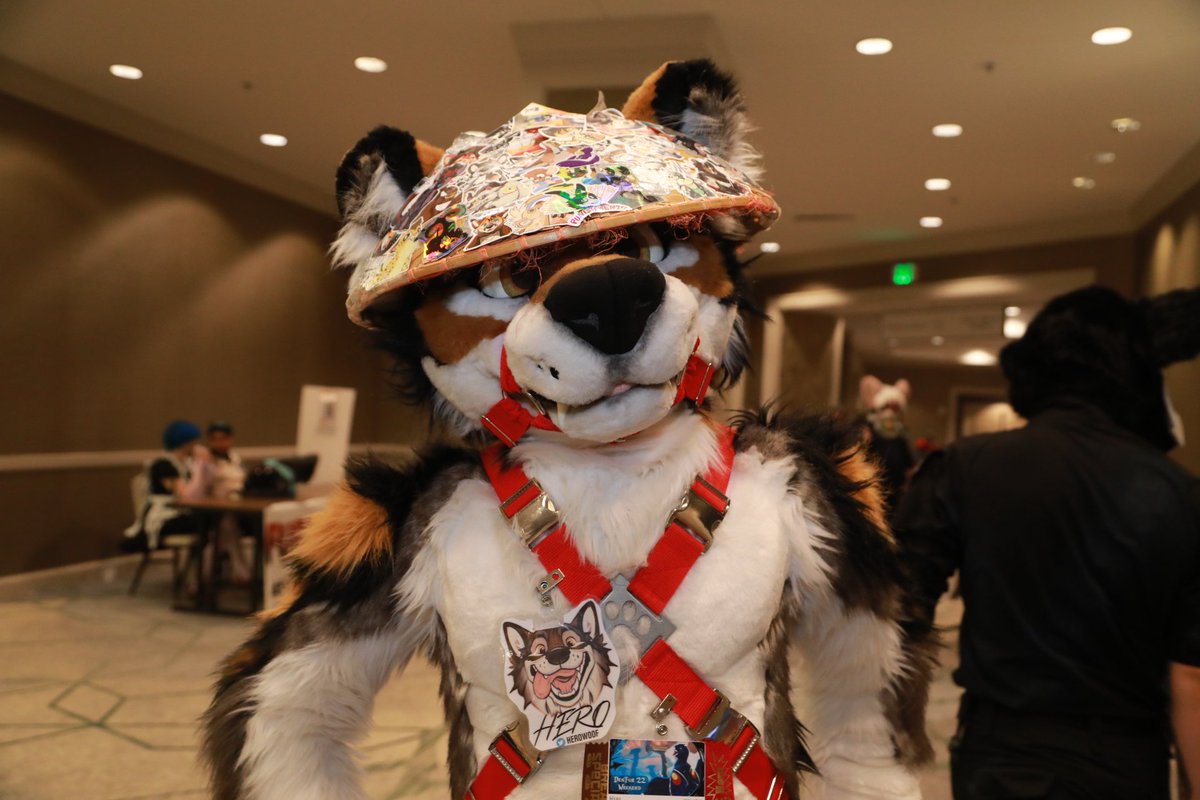 Alysterwolf's tweet photo. Bad boy in training @HeroWoof https://t.co/uGSwjkZXTK