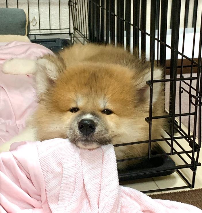 ～秋田犬にっき～ こんなにかわいい顔をしているが壁を早速破壊しているのである～ 