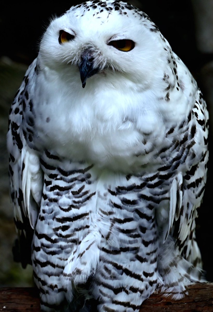 Nyadcliffe D Nyadcliffe Twitter Nyadcliffe D Nyadcliffe Twitter
