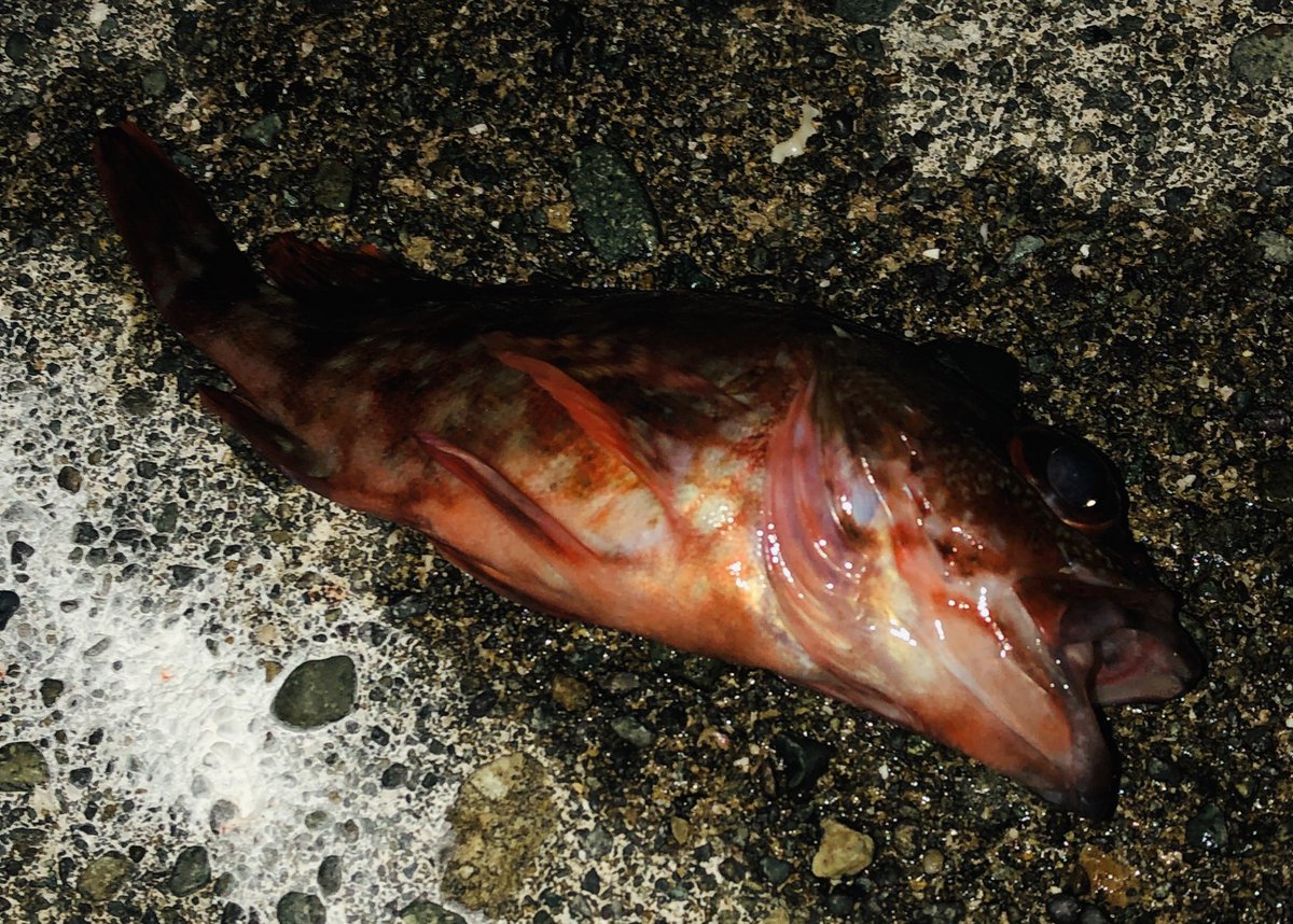 7_reddragon's tweet photo. うっ。。小さい。。🎣
#FISHINGRESS https://t.co/3DKcENAPRj