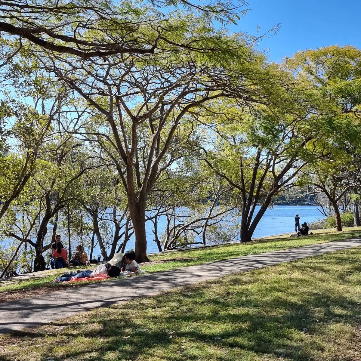 JanB_QLD's tweet photo. A Saturday walk in the sunshine along the river. Last Saturday was rain.
#QLDWalksMonth #queenslandwalksmonth #shadytrees #meanjin #westendwalks4101 #WestEnd4101 https://t.co/XxYup8WnRl