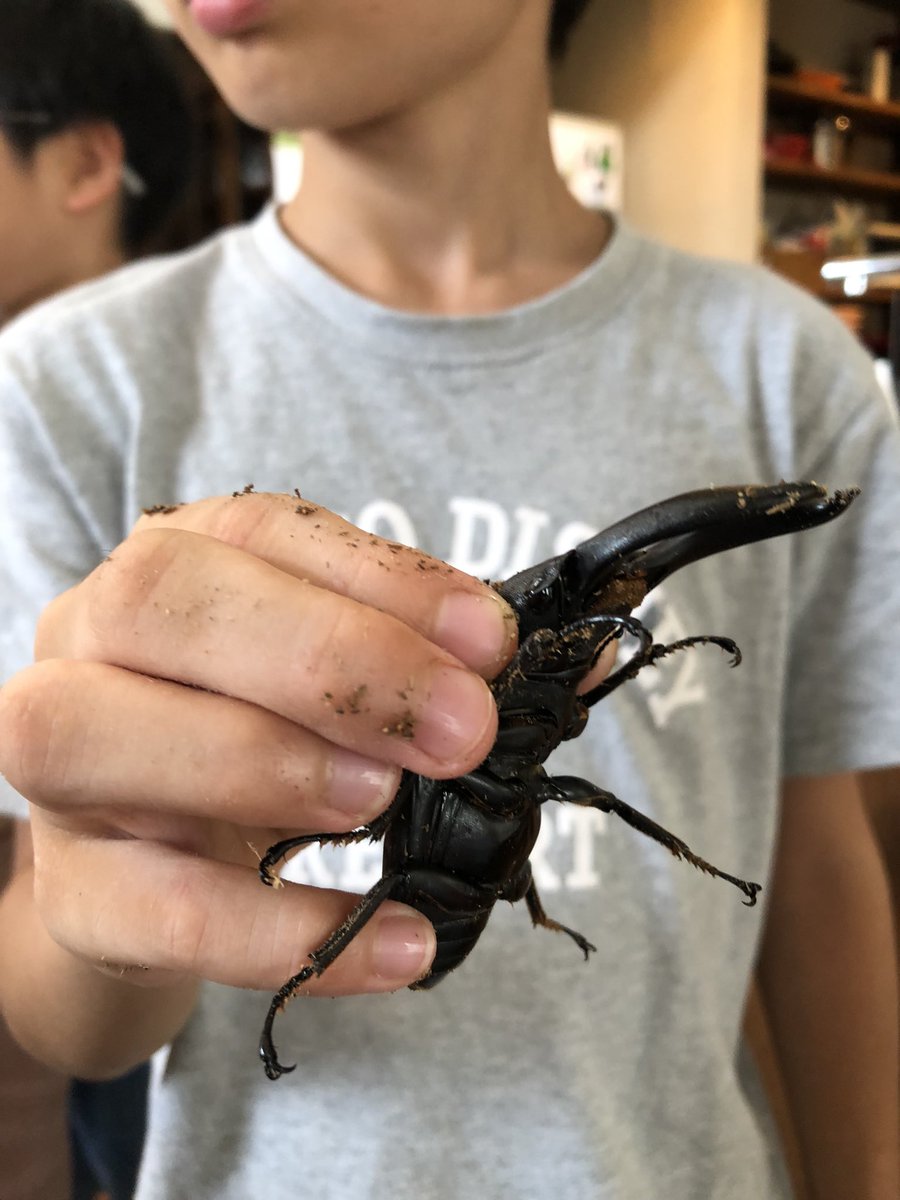 あつまれどうぶつの森 ニジイロクワガタの出現時期と場所 値段などの攻略情報まとめ あつ森 攻略大百科