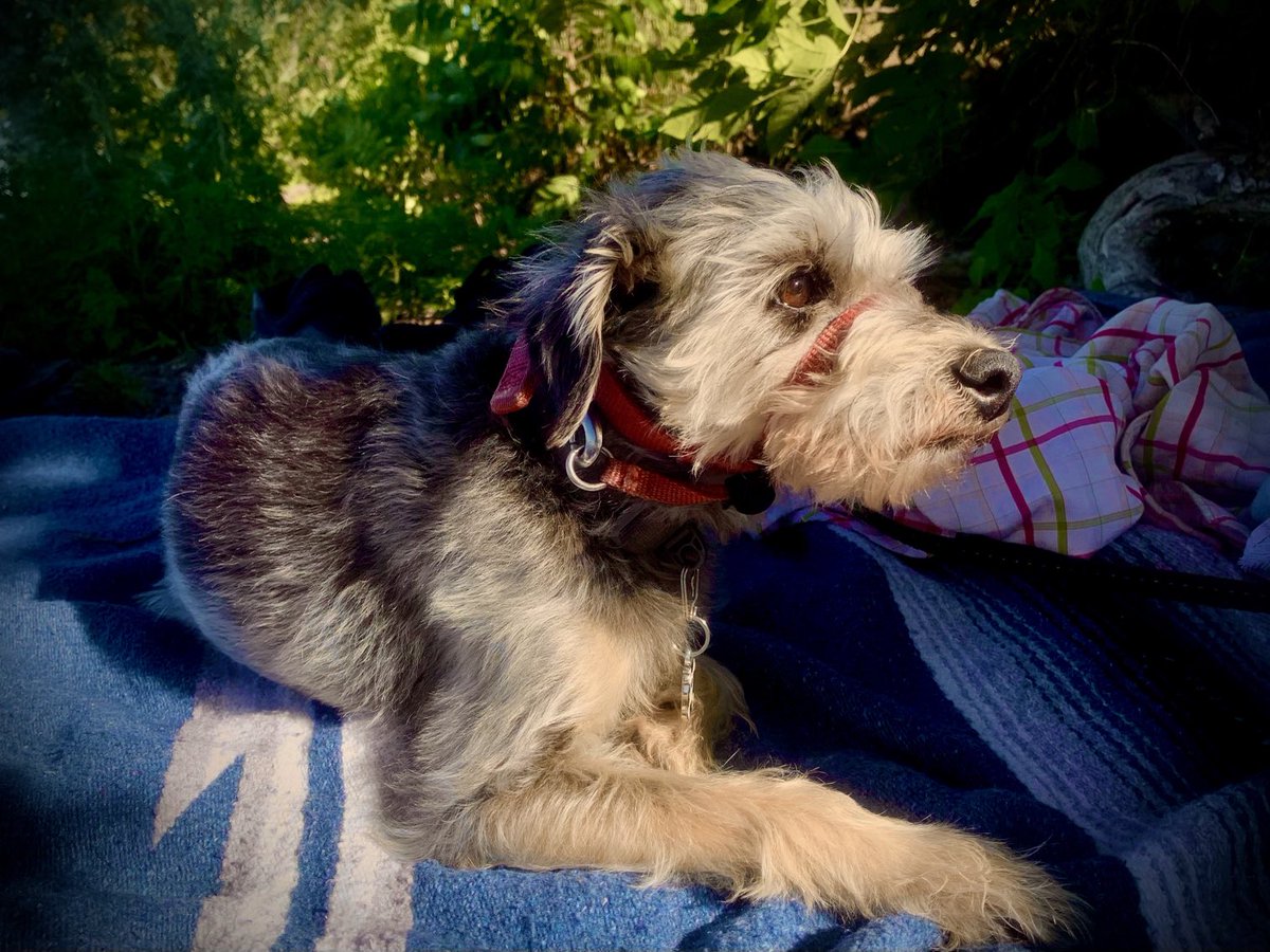 's tweet image. Sunning on the shores of Mille Lacs Lake. I don’t like the black flies but there are none by the lake. Next time stay at Father Hennepin State Park.