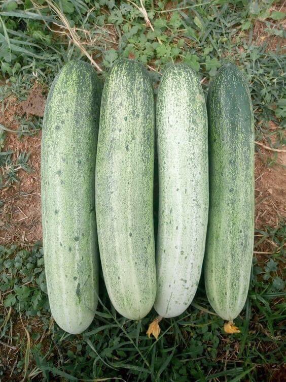WorldlyHQ's tweet photo. The results of modern improvement in seeds. If you want to join agriculture, like and retweet. https://t.co/MBEaeHgYf3