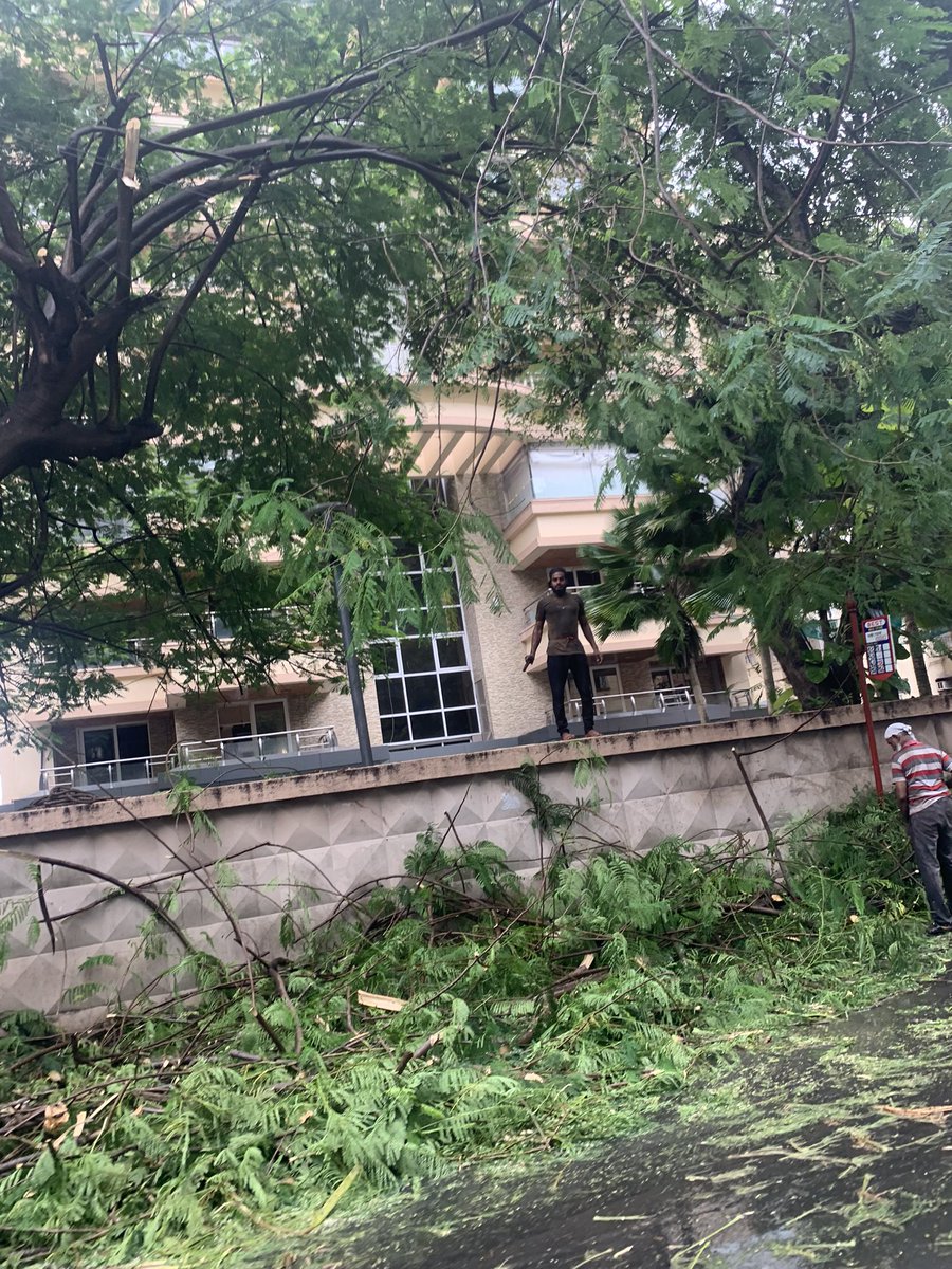 OPENMUMSCHOOLS's tweet photo. Why is the BMC CUTTING ALL THE TREES IN MUMBAI?? We hear they sell the wood and make money!!! STOP CUTTING TREES ASAP or we will all rebel on the streets !! @mybmcRoads @mybmc @AUThackeray @CMOMaharashtra @IqbalSinghChah2 @IndiaToday @timesofindia @mid_day @aajtak @ndtv https://t.co/GElGC7XOgQ