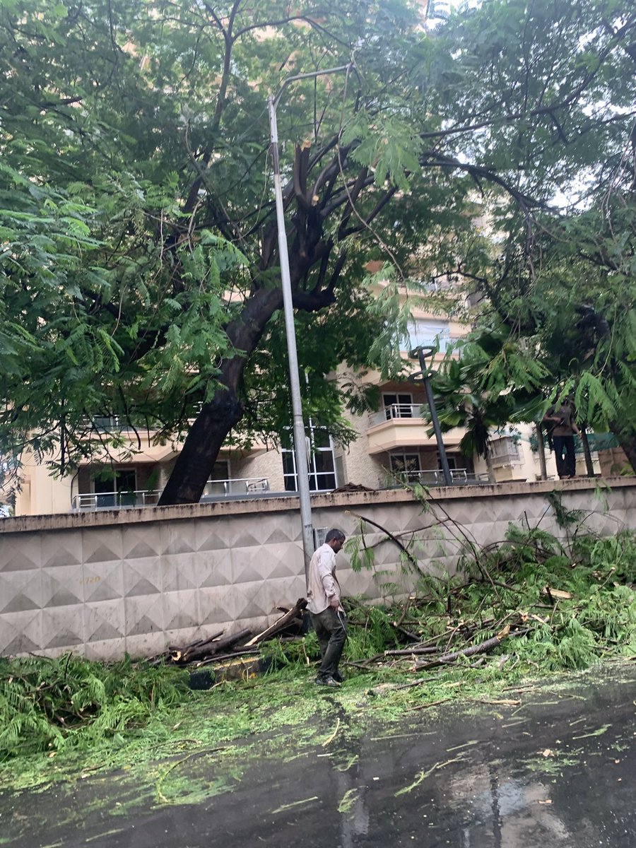 OPENMUMSCHOOLS's tweet photo. Why is the BMC CUTTING ALL THE TREES IN MUMBAI?? We hear they sell the wood and make money!!! STOP CUTTING TREES ASAP or we will all rebel on the streets !! @mybmcRoads @mybmc @AUThackeray @CMOMaharashtra @IqbalSinghChah2 @IndiaToday @timesofindia @mid_day @aajtak @ndtv https://t.co/GElGC7XOgQ