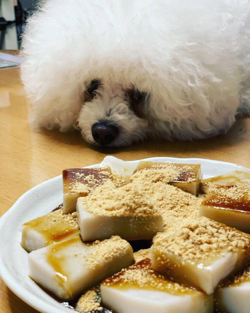yukimaruuuu4's tweet photo. なんか美味しそうだな〜🐶
食べたいな〜🐶

どーせくれないんでしょ　プイッ https://t.co/4BsJJvQy1Q