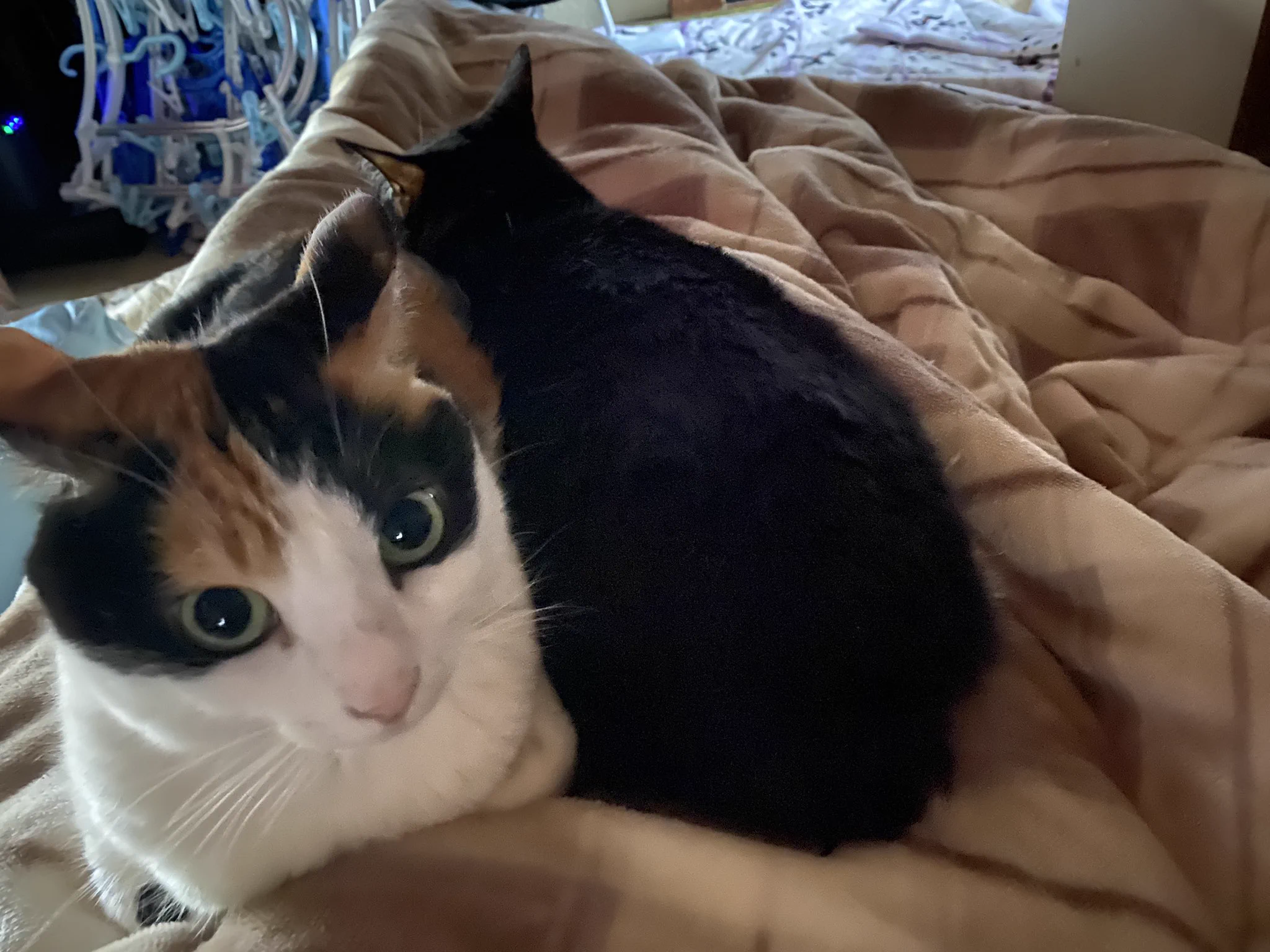@WaniWanisix 私が寝てる時に胸に猫座りして
顔面に肛門を付けるのはどういう
感情の表し方なんでしょうか？🐱 