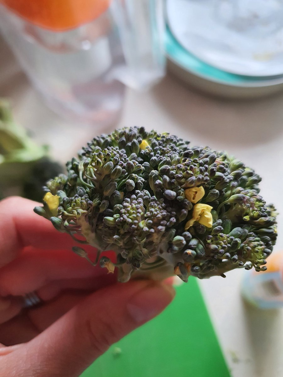 NutritionSarahJ's tweet photo. @RevRichardColes This was my revelation about brassicas today! My mind is officially blown 🤯 https://t.co/kM0valKOWA