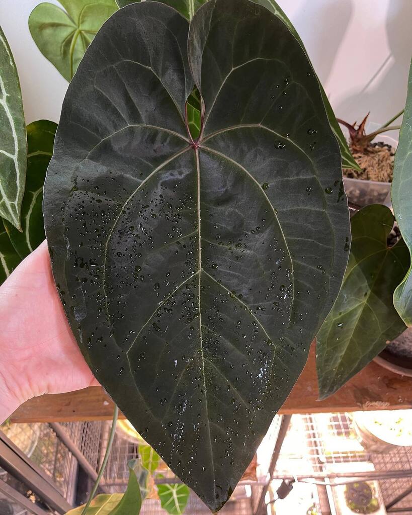 PrinciplePlant's tweet photo. Repotted this beast yesterday. 😅
#anthuriumaceofspades #anthuriumsanonymous #anthuriummadness #allaboutanthuriums #anthuriumcollection #leaftexture #ihaveathingforfoliage #ihaveathingforanthuriums #plantaddict #plantsofinstagram #plantstagram #plan… https://t.co/ZwTCxpZR4Z https://t.co/WeEKhqRFml