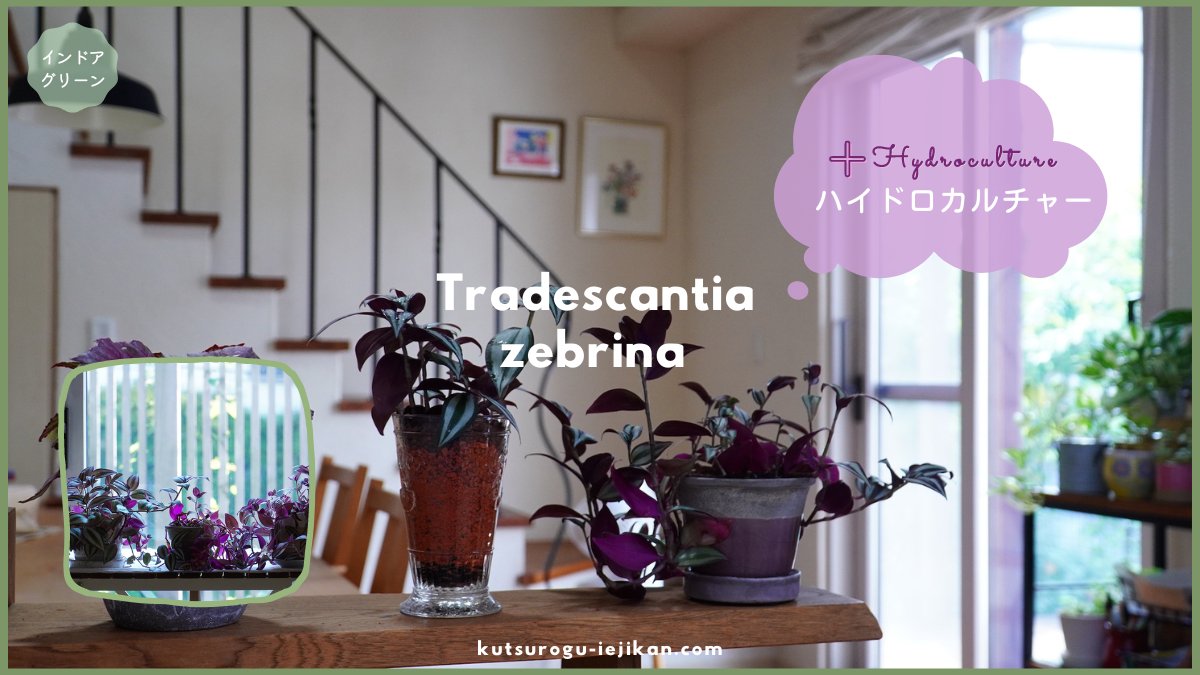 インドアガーデニング Twitter Search Twitter