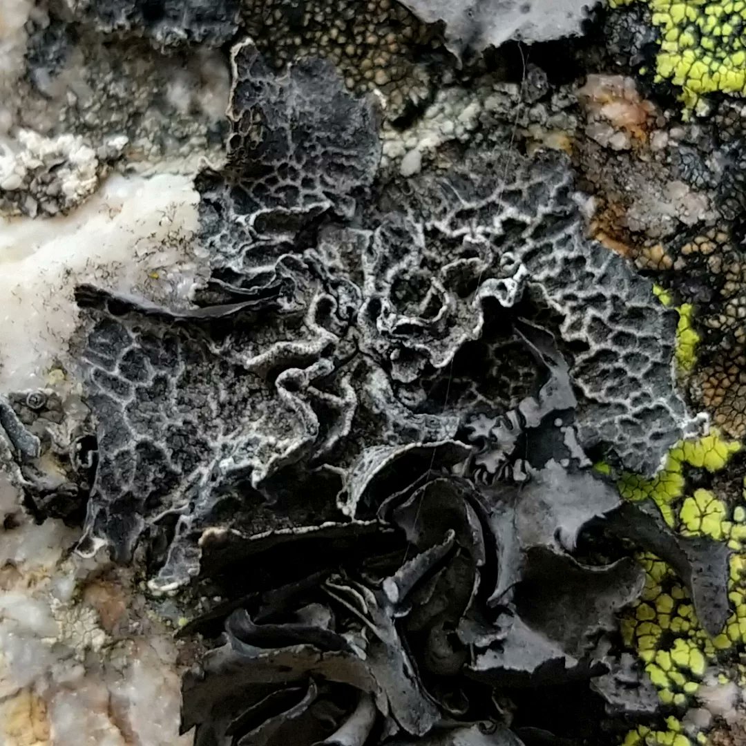 thelichensurvey's tweet photo. Umbilicaria decussata
--
A globally distributed #lichen growing on acidic #rock in #subalpine and #alpine or #boreal and #southern climates. Generally found in exposed situations.
--
#lichen #fungi #mushrooms #champignon #biodiversity #moss #alps #cordillera #rockymountains https://t.co/TMtiDKyedH