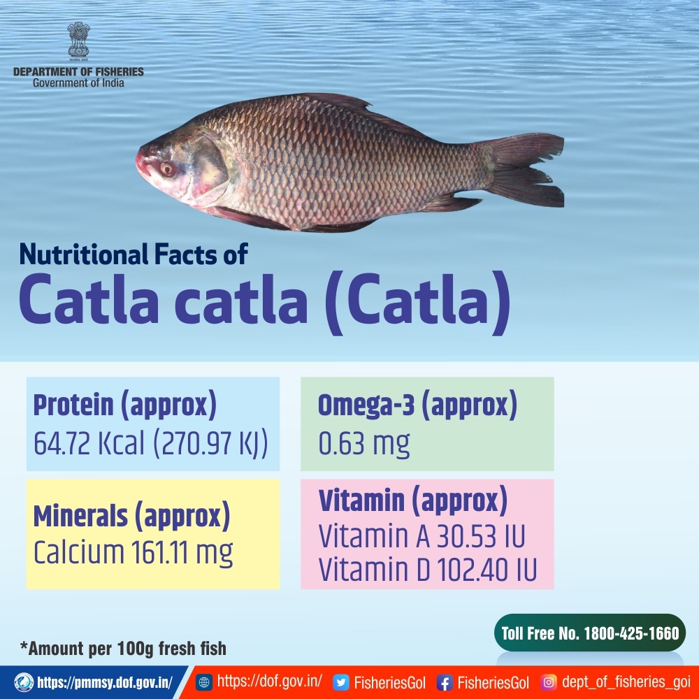 FisheriesGoI's tweet photo. #Nutrient packed #Catla, a highly recommended meal for everyone to lead a #healthy lifestyle.
#DeptofFisheries https://t.co/Fmq0EybFuS
