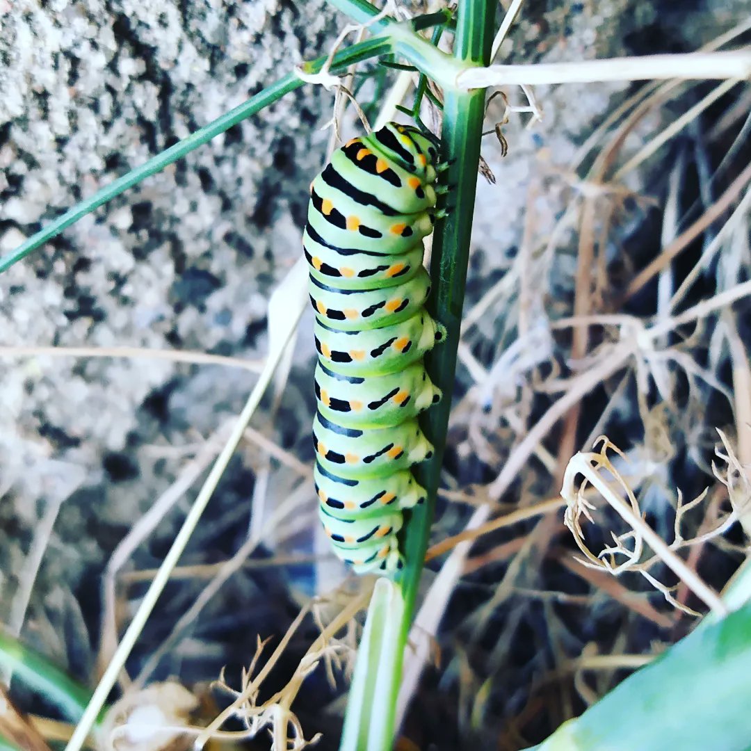 JaMassague's tweet photo. 🐛 Eruga d'engoreta. I no és bonica!
#Terrades #eruga #animal #nature #natura #buterfly https://t.co/wEGM8zIUNM
