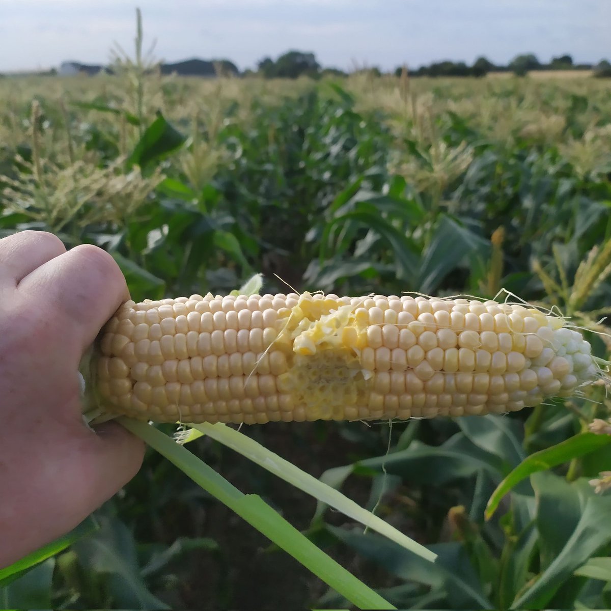 TerrafarmIRL's tweet photo. Breakfast of champions 🦾🦾. Even better just off the plant 😋😋🌽🌽
#irishsweetcorn #sweetcorn #harvest22 #plant22 #sustainablefarming #circularfarming #sustainableliving #farmingireland #ornamentalsweetcorn #Terrafarm https://t.co/lpt3D3IKsY