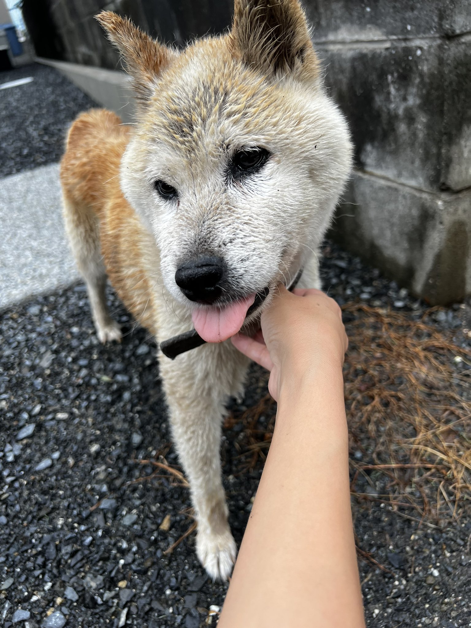 うちの子の散歩中に 迷い犬を保護しました 柴犬 のおばあちゃんです 青 水色の色あせた首輪をしています 結構濡れていたので 外飼の子がさっきの大きな雷でびっくりして逃げたのかと 飼い主さん 探してませんか 迷い犬 柴犬 うちの子の散歩中に 迷い犬を保護しました 柴犬 のおばあちゃんです 青 水色の色あせた首輪をしています 結構濡れていたので 外飼の子がさっきの大きな雷でびっくりして逃げたのかと 飼い主さん 探してませんか 迷い犬 柴犬
