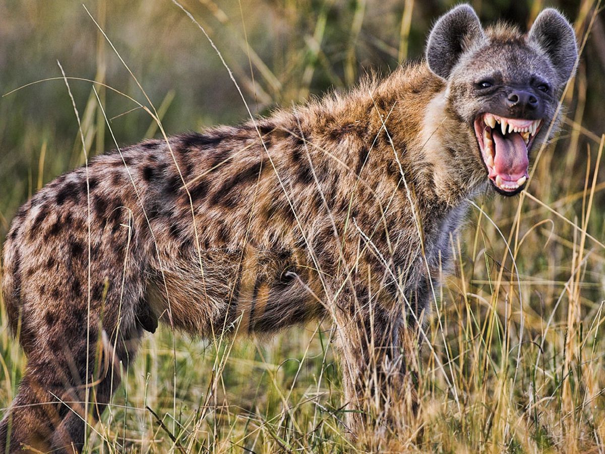 OneclipSafaris's tweet photo. How do you call Hyena in your local language?

Team Mafisi wataje akina Bryo na Kevo kwa comments

#MasculinitySaturday Kenya Kwanza Maguire to #Newsgang Chelsea Section 80 #GraciasCasemiro Form 34As #drinkbetternotmore  Azimio MPs https://t.co/z2w25nn1uT