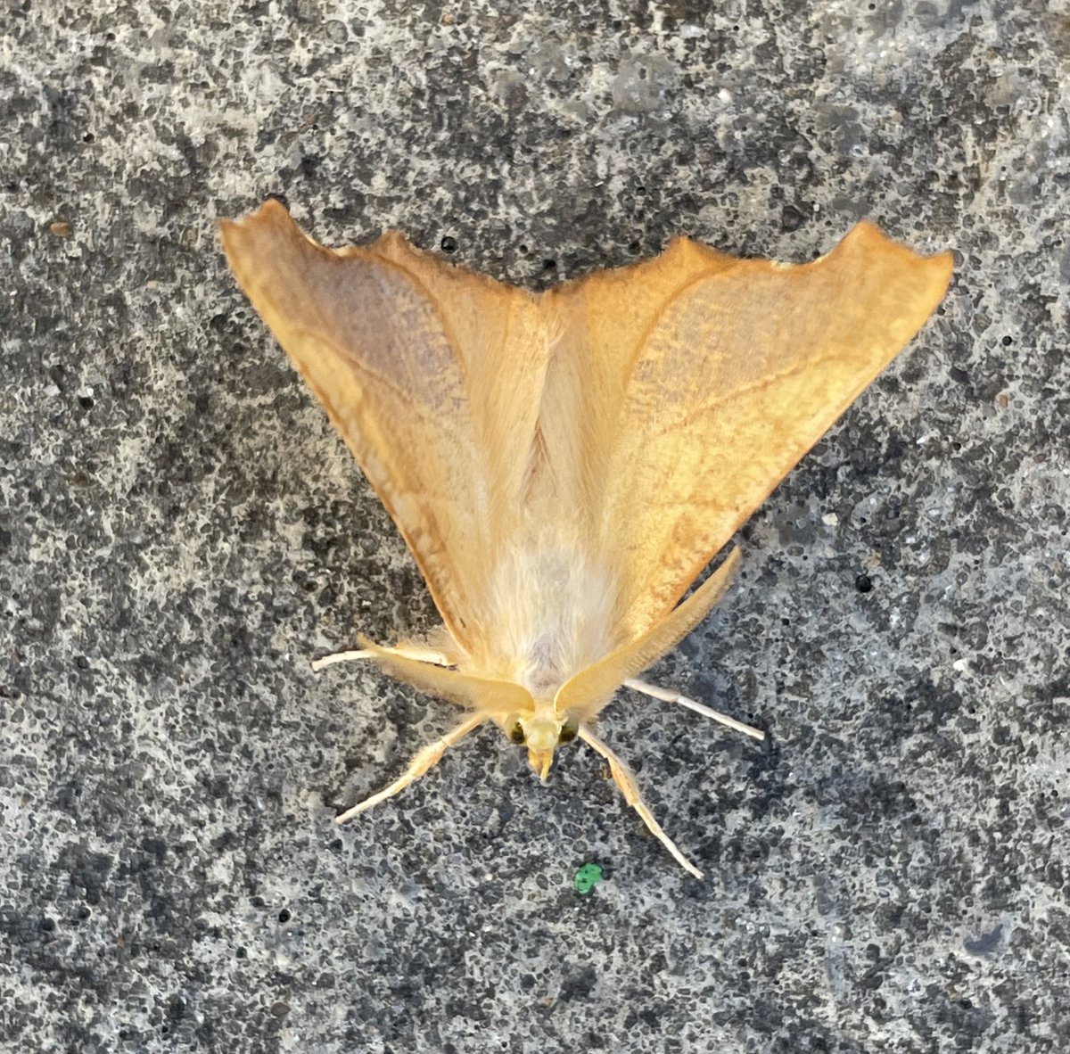 Garden moths feeling autumnal now in Wiltshire. Frosted orange, rosy rustic and dusky thorn from last night. @BC_Wiltshire @savebutterflies @NiallMachin1 #teammoth