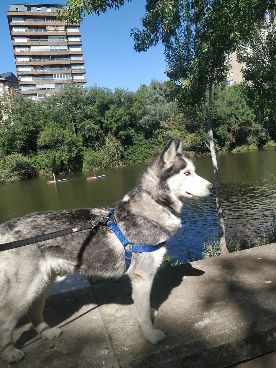 NoeliaMoras's tweet photo. —PERRO PERDIDO, SE BUSCA—

Ayer en la tarde se perdió una husky en los alrededores de Vallsur. La última vez que fue vista estaba por el Selvático, cerca de las piscinas, en el pinar de Antequera. Si alguien ve  algo, por favor, avise a la policía.

(Valladolid, España) https://t.co/dPInxZcUVW