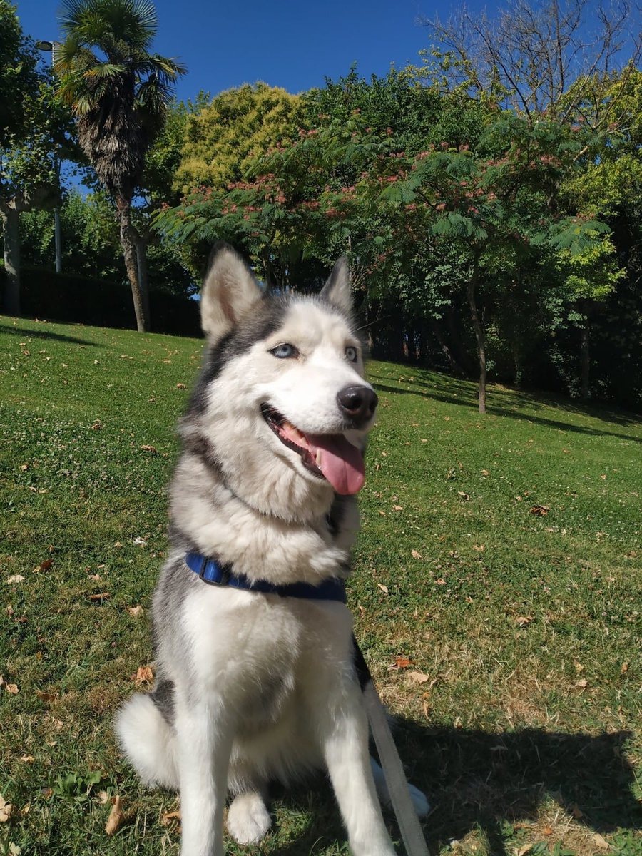 NoeliaMoras's tweet photo. —PERRO PERDIDO, SE BUSCA—

Ayer en la tarde se perdió una husky en los alrededores de Vallsur. La última vez que fue vista estaba por el Selvático, cerca de las piscinas, en el pinar de Antequera. Si alguien ve  algo, por favor, avise a la policía.

(Valladolid, España) https://t.co/dPInxZcUVW