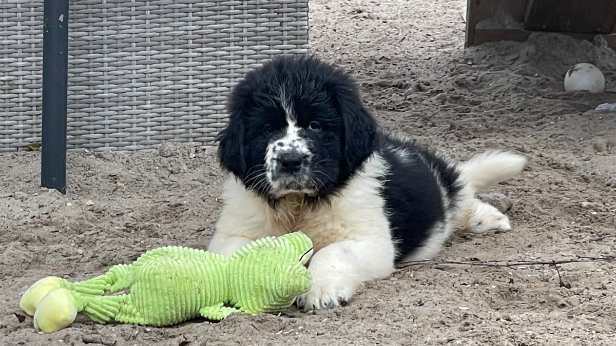 HappyDogsHorses's tweet photo. Super lieve sociale Landseer pups. Pups zijn 24 juni geboren bij ons en mogen vanaf 19 augustus hun mamma verlaten dan zijn ze 8 weken. Voor 3 pups zoeken wij nog een fijn huisje. 

▶️https://t.co/18a78Xw6F3

#Pup #Pups #Puppy #Landseer #Honden #HondenBrokken #HondenVoer #Webshop https://t.co/3L2BWBzx0i