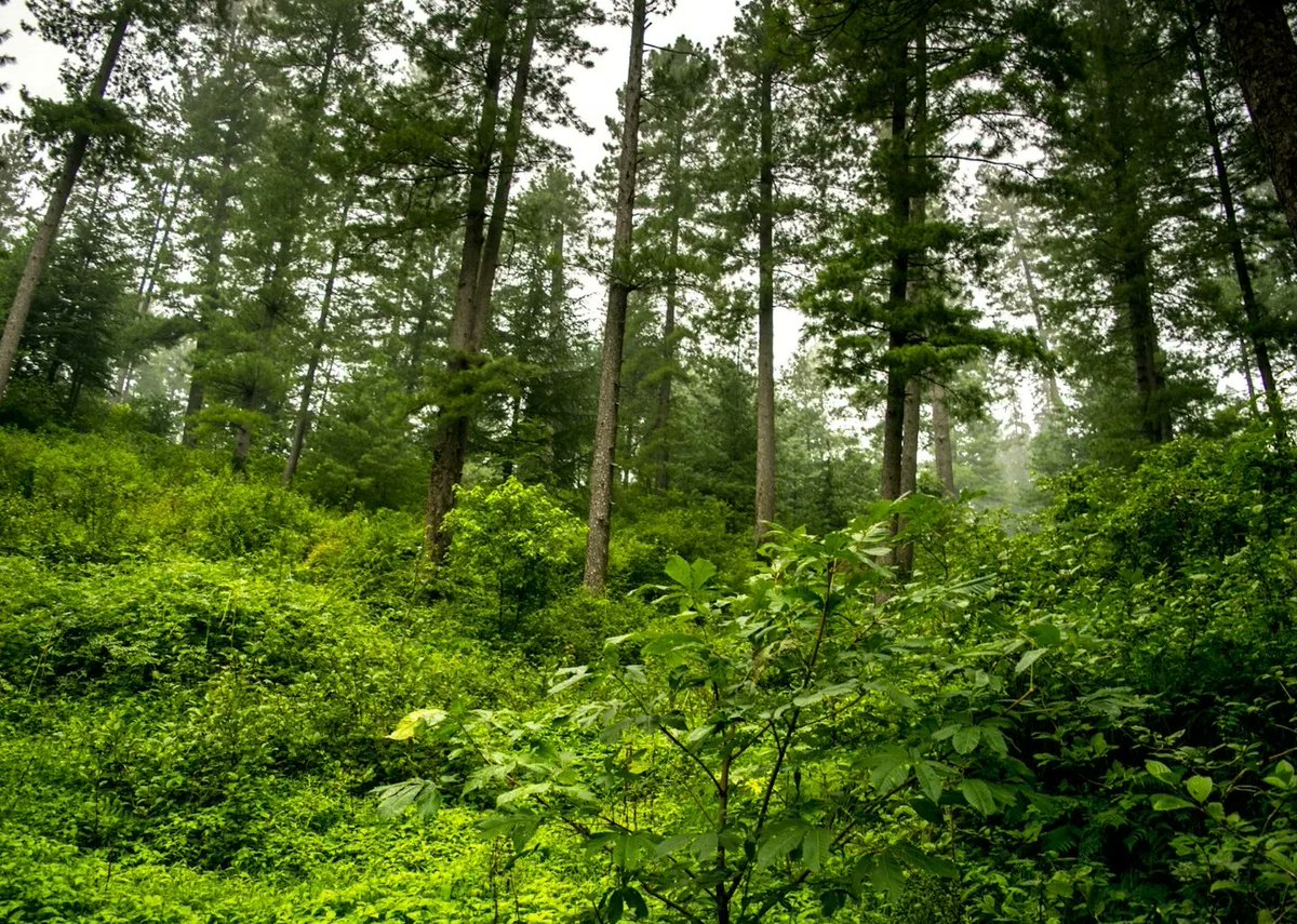 SyedNoorH's tweet photo. Thandiani is surrounded by thick forests, and the forest cover is much denser as compared to other areas of the Galiyat, such as Nathia Gali. Owing to its high rate of precipitation and moisture, its environment is ideal for dense vegetation, making the experience unique. (3) https://t.co/Gy1bL2vJvM