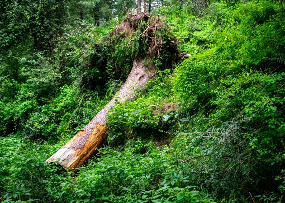 SyedNoorH's tweet photo. Thandiani is surrounded by thick forests, and the forest cover is much denser as compared to other areas of the Galiyat, such as Nathia Gali. Owing to its high rate of precipitation and moisture, its environment is ideal for dense vegetation, making the experience unique. (3) https://t.co/Gy1bL2vJvM