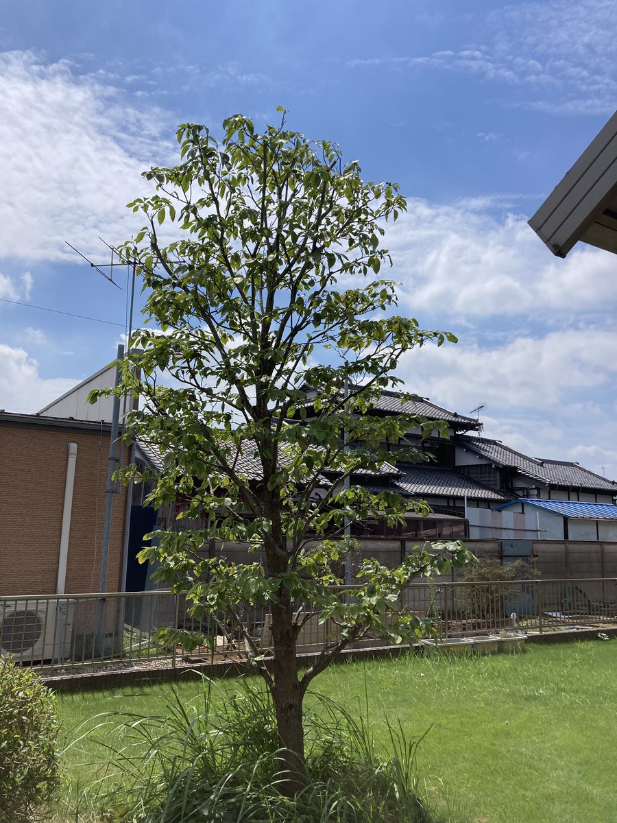 yanoteien's tweet photo. 2022.08.20
千葉県柏市にて庭木の剪定でした。
昼はたまには蕎麦も食べます。
お疲れ様でした。
#矢野庭園 #造園業 #庭木 #剪定 #蕎麦 #カツ丼 #生そばあずま #現場飯 https://t.co/F5rUnkjV85