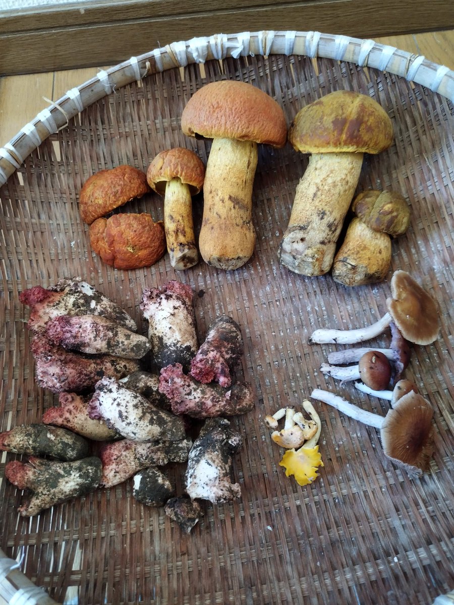 キノコを採って食う Nijinsky Twitter