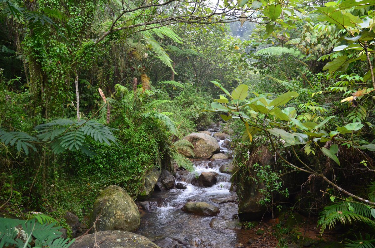 The two challenges that make <a href="/CikanangaF/">Yayasan Cikananga Konservasi Terpadu</a>'s work necessary are continued habitat loss and the capture of wild songbirds for the bird trade.

Both of these issues have tangible solutions, despite their size, and we can turn the situation around 👇

chesterzoo.org/what-we-do/our…