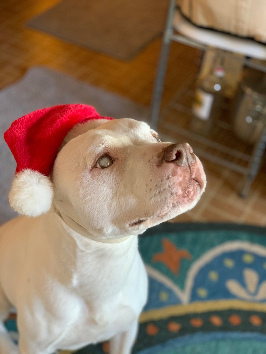 KimKodonnell's tweet photo. @DrBritWilliams @DrBritWilliams here is Luka, blind and mostly deaf but a HUGE ❤️🐾. https://t.co/t9oJu0gfGw