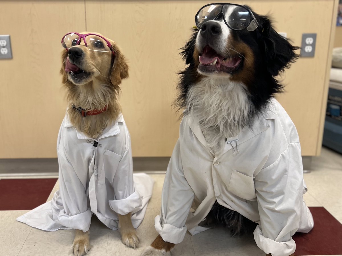 Bunsen, Beaker, Bernoulli & Brix tweet media