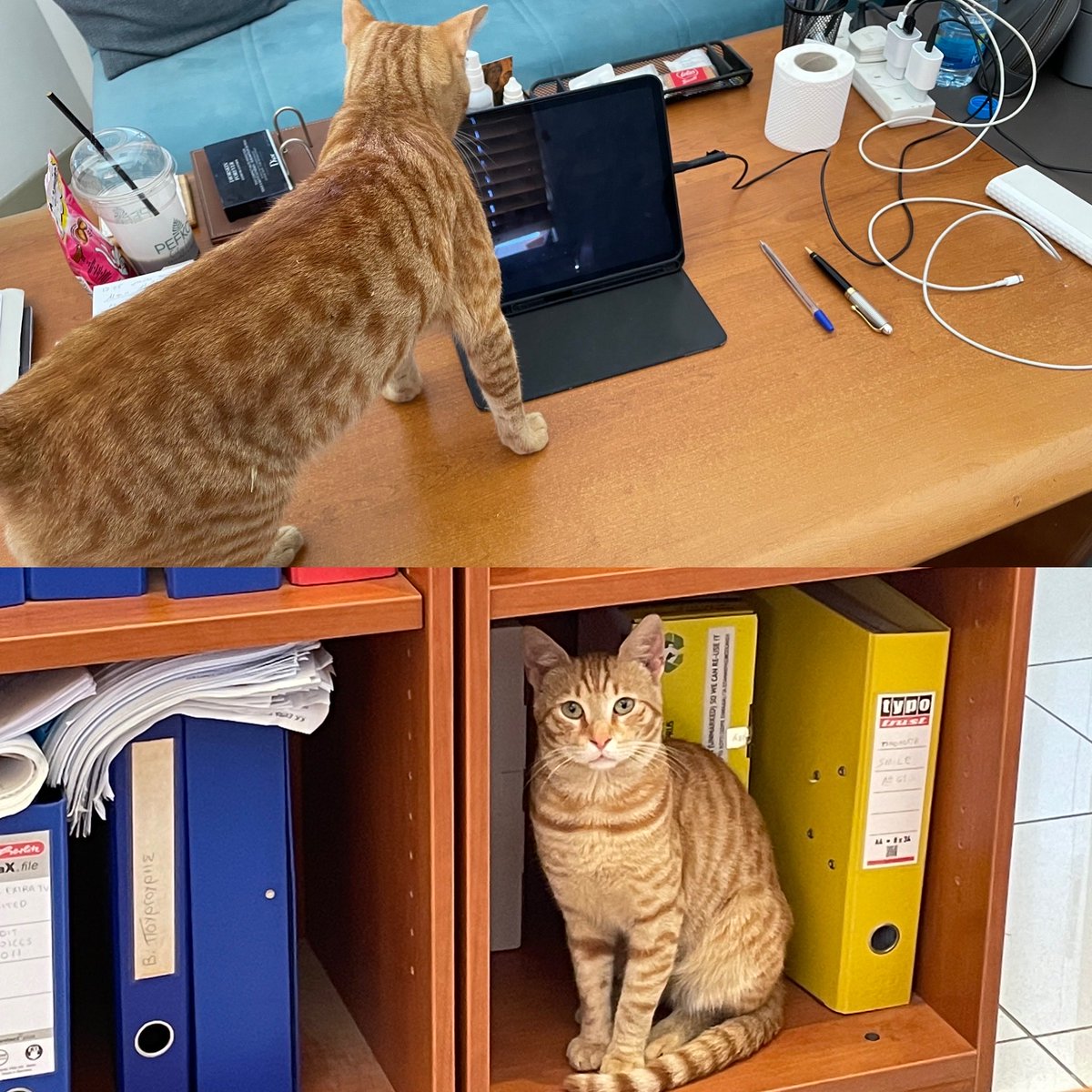 Ο Πέρτης ήταν αδέσποτος.Εμφανίστηκε όταν σκότωσαν τον ασπρόμαυρο γατούλη μου.Μπήκε (λες &amp; σταλμένος) στη παρέα μου.Βλέπει στο iPad τα κείμενα που γράφω.Προσέχει τα ντοσιέ του αρχείου μου.Και έγινε κολλητός με τη Ψιψίνα,την κολλητή του γατούλη,που είναι τώρα κι αυτή οικογένειά μου