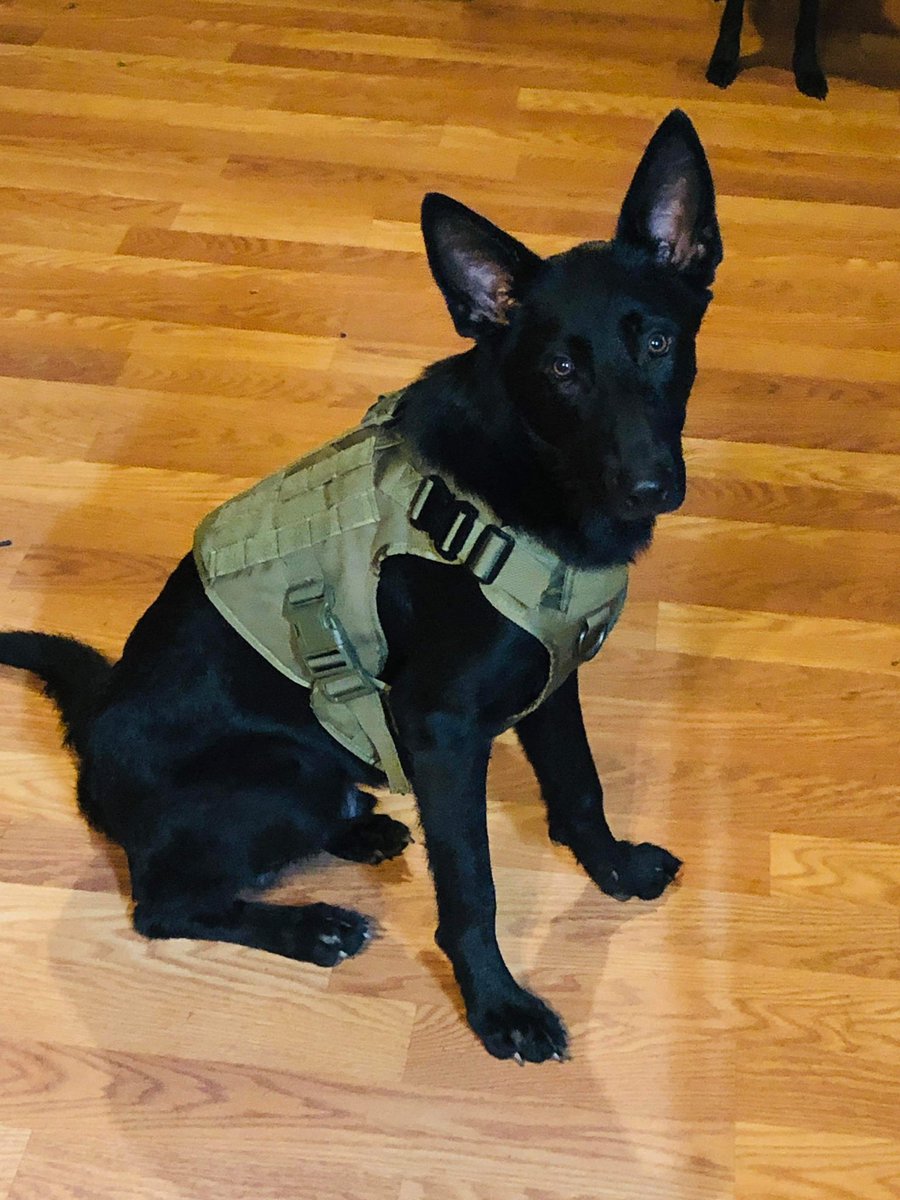 BigBentleysPS's tweet photo. Big Bentley’s Pet Spotlight: Meet Axel! He’s a beautiful German Shepherd 🥰🐶 thank you Brandon Lindon for the photo. #petspotlight #bottledinthebluegrass #bigbentleys #shopKy https://t.co/uPx283qJXg