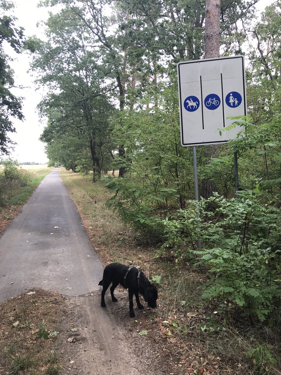 Nicht mischen (bitte). Wo läuft die Hündin?