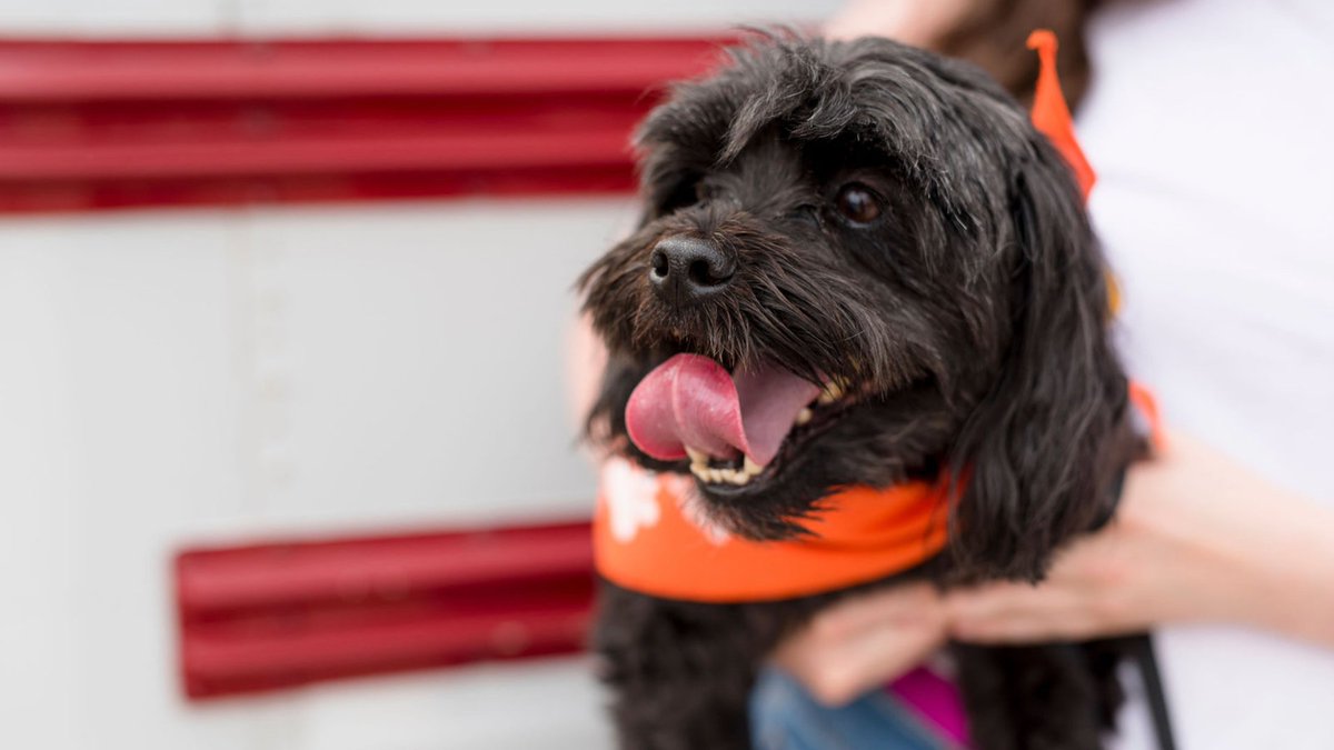 Visit Kankakee County (@visitkankakeeco) on Twitter photo Happy #nationaldogday! Happy #nationaldogday!