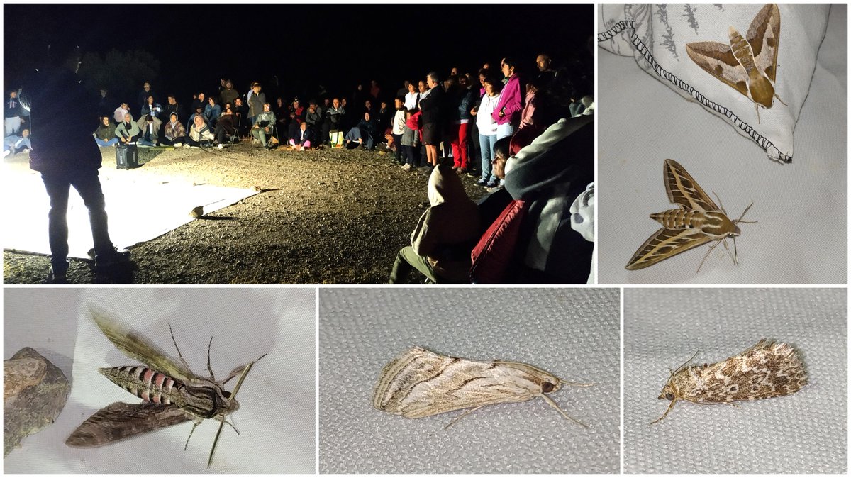 Anoche observamos con #Astrorioja el cielo nocturno de #MuroDeAguas en la VII Jornada de las #NochesEstrelladas en <a href="/Rioja_Biosfera/">Reserva de la Biosfera - La Rioja</a>🔭💫. Un centenar de asistentes pudieron disfrutar, además, de la gran cantidad de especies de #polillas que acudieron a nuestras luces🦋<a href="/cbengoechea/">carmen bengoechea</a>