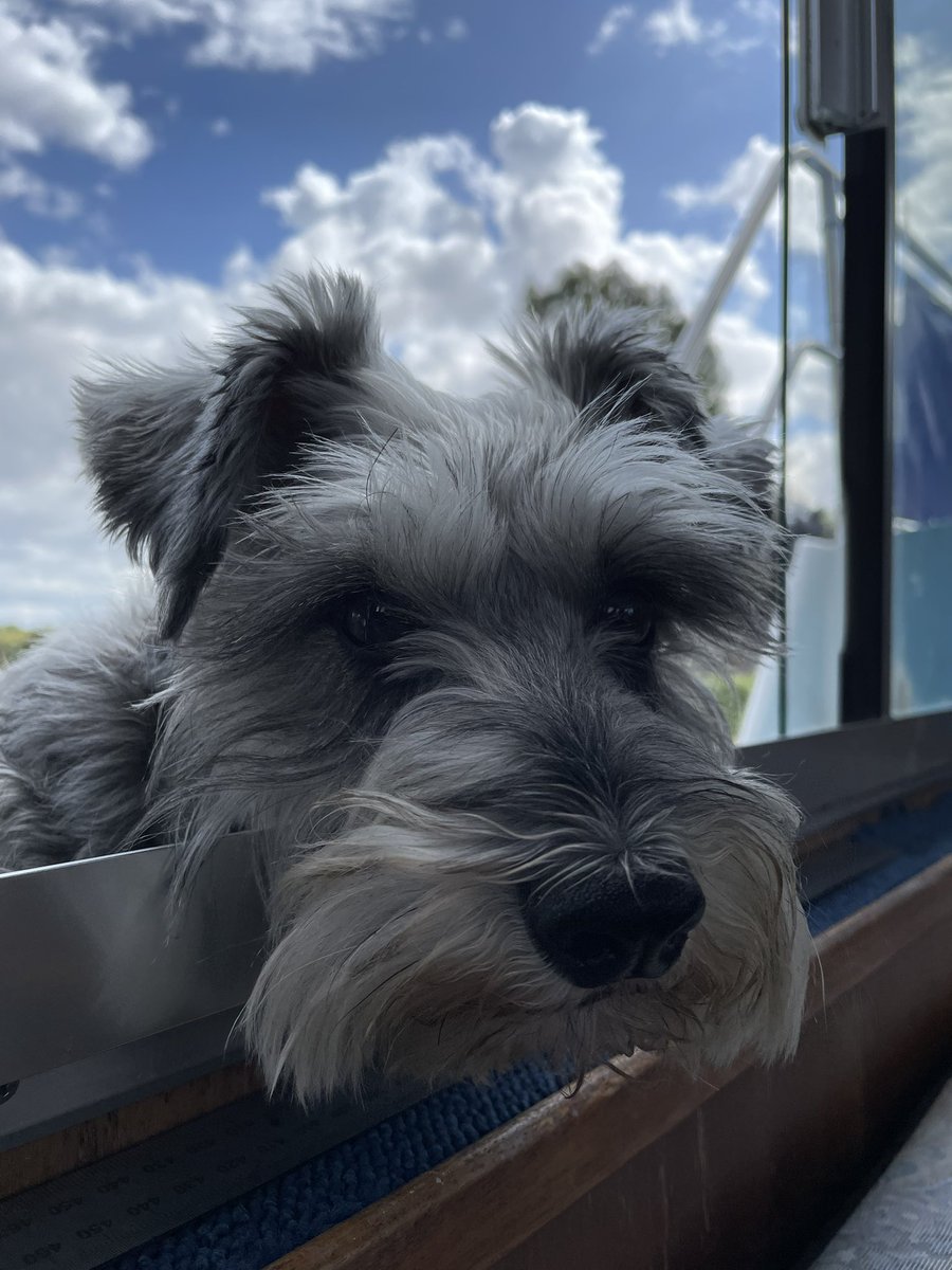 colonel_oscar's tweet photo. Pals can I get a #boop?? https://t.co/IpvQOLUFoU